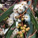Eucalyptus porosa - Photo (c) davidsando, vissa rättigheter förbehållna (CC BY-NC), uppladdad av davidsando