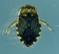 Naucoris congrex