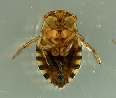 Naucoris congrex