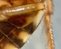 Naucoris congrex