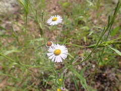 Erigeron arisolius