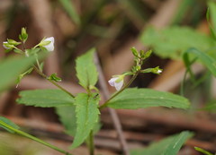 Veronica notabilis