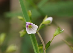 Veronica notabilis