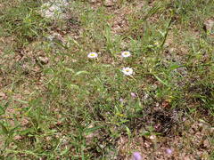 Erigeron arisolius