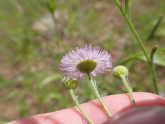 Erigeron arisolius