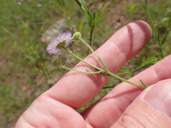 Erigeron arisolius
