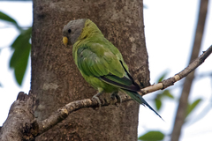 Psittacula cyanocephala