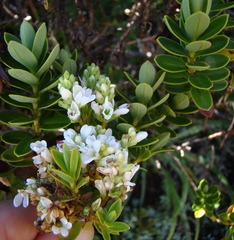 Veronica cockayneana