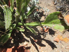 Arctotis lanceolata