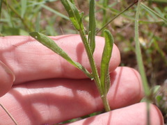 Erigeron arisolius