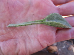 Arctotis lanceolata
