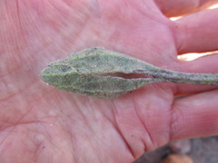 Arctotis lanceolata