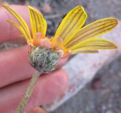 Arctotis lanceolata