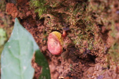 Parvixerocomus aokii