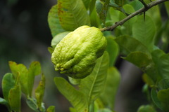 Citrus medica sarcodactylis