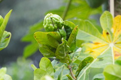 Citrus medica sarcodactylis
