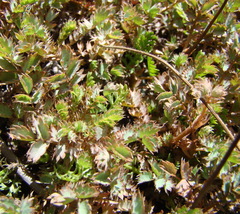 Acaena caesiiglauca