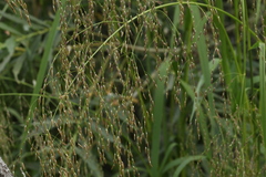 Glyceria arundinacea
