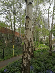 Betula pendula