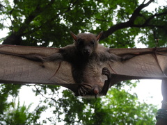Rousettus leschenaultii