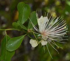 Capparis lucida