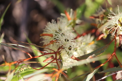 Eucalyptus diminuta