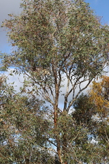 Eucalyptus diminuta