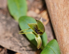 Chiloglottis jeanesii