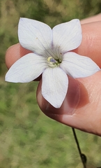 Wahlenbergia albomarginata