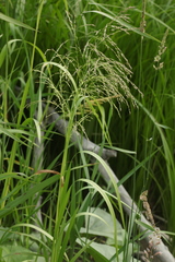 Glyceria arundinacea