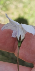 Wahlenbergia albomarginata