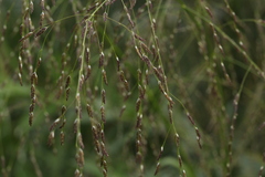 Glyceria arundinacea