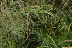 Glyceria arundinacea