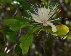 Capparis lucida