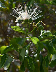 Capparis lucida