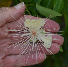 Capparis lucida
