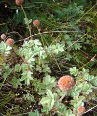 Acaena caesiiglauca