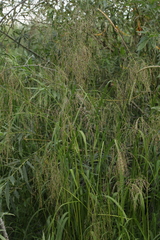 Glyceria arundinacea