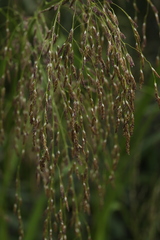 Glyceria arundinacea