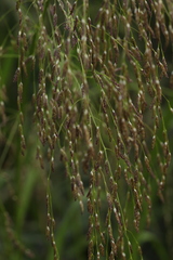 Glyceria arundinacea