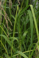 Glyceria arundinacea