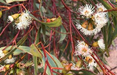 Eucalyptus incrassata