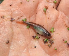 Hypseleotris galii