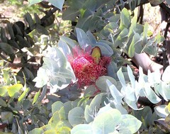 Eucalyptus macrocarpa