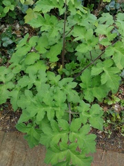 Heracleum sphondylium