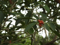 Citharexylum montevidense