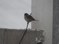 Passer domesticus