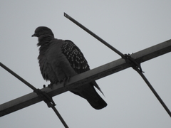 Patagioenas maculosa