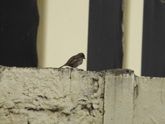 Passer domesticus