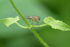 Bengaliinae